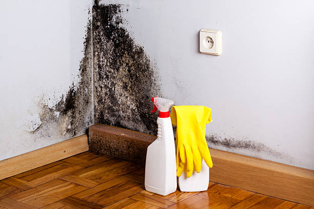 Professional Mold Removal in Colfax, IL